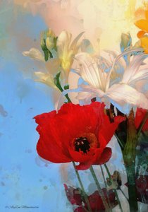 Poppy on blue, 2014, (digitální kombinovaná fonografie)